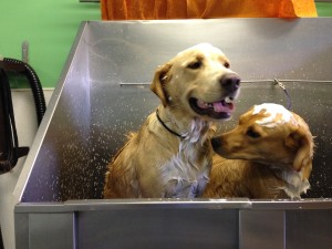 Grooming at Paws Salon